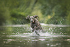 ausgewachsener Weimaraner