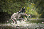 ausgewachsener Weimaraner