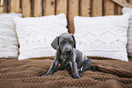 Weimaraner Welpe