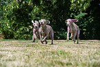 Weimaraner