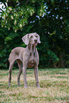 Weimaraner