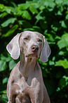 Weimaraner