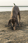 buddelnder Weimaraner