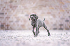 Weimaraner Welpe