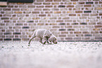 Weimaraner Welpe