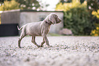 Weimaraner Welpe