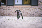 Weimaraner Welpe