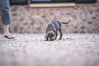 Weimaraner Welpe