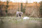 Weimaraner Welpe