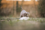 Weimaraner Welpe