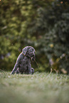 Weimaraner Welpe