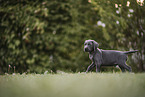 Weimaraner Welpe