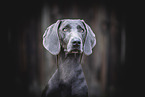 ausgewachsener Weimaraner