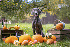 ausgewachsener Weimaraner