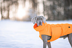 Weimaraner Rde