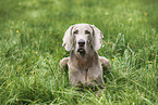 Weimaraner Rde