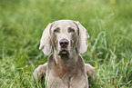 Weimaraner Rde