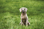 Weimaraner Rde