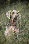 Weimaraner