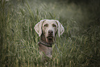 Weimaraner