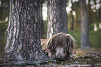 Langhaarweimaraner