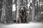 Langhaarweimaraner