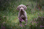 Weimaraner Welpe