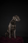 Weimaraner