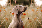 Weimaraner