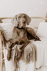 Weimaraner Rde