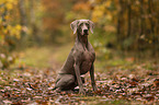 Weimaraner Rde