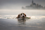 Langhaarweimaraner