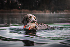 Langhaarweimaraner