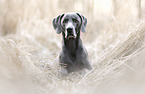 Weimaraner