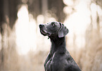 Weimaraner