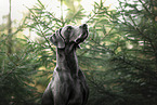 Weimaraner