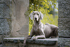 Weimaraner