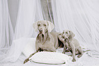 Weimaraner Welpe