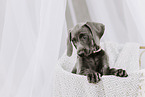 Weimaraner Welpe
