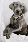 Weimaraner Welpe