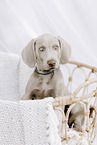 Weimaraner Welpe