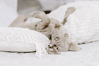 Weimaraner Welpe