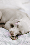 Weimaraner Welpe