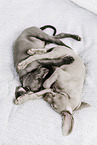 Weimaraner Welpe