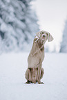 Weimaraner