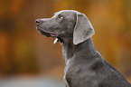 Weimaraner H�ndin