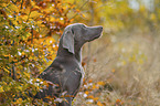 Weimaraner H�ndin
