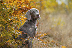 Weimaraner H�ndin