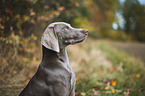 Weimaraner H�ndin
