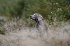 Weimaraner H�ndin